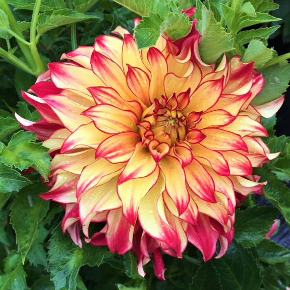 Dahlia Lady Darlene